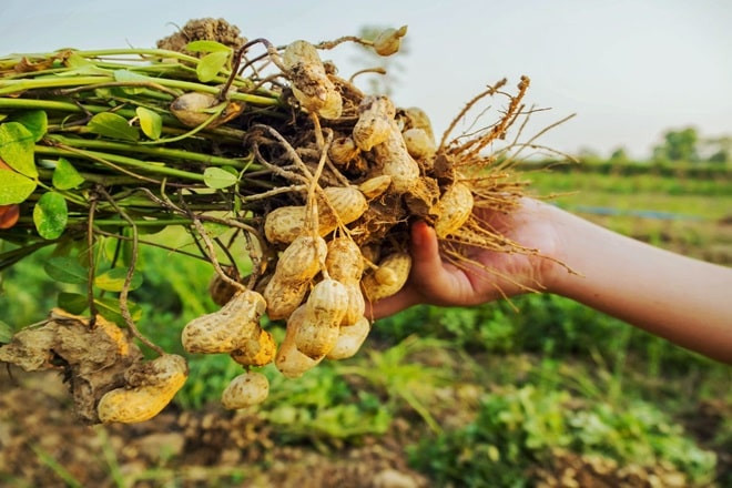 Đậu phộng (Lạc) - cây trồng ngắn ngày mang lại thu nhập ổn định