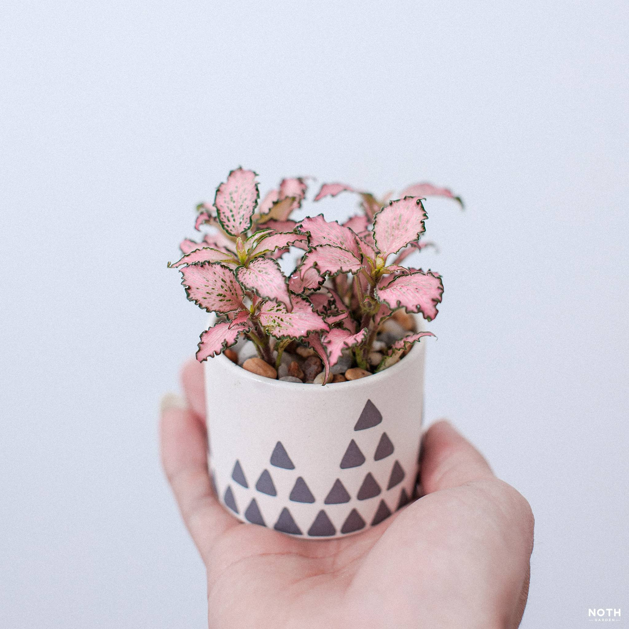 Chậu cây lá may mắn Fittonia Bolia lá xanh gân trắng