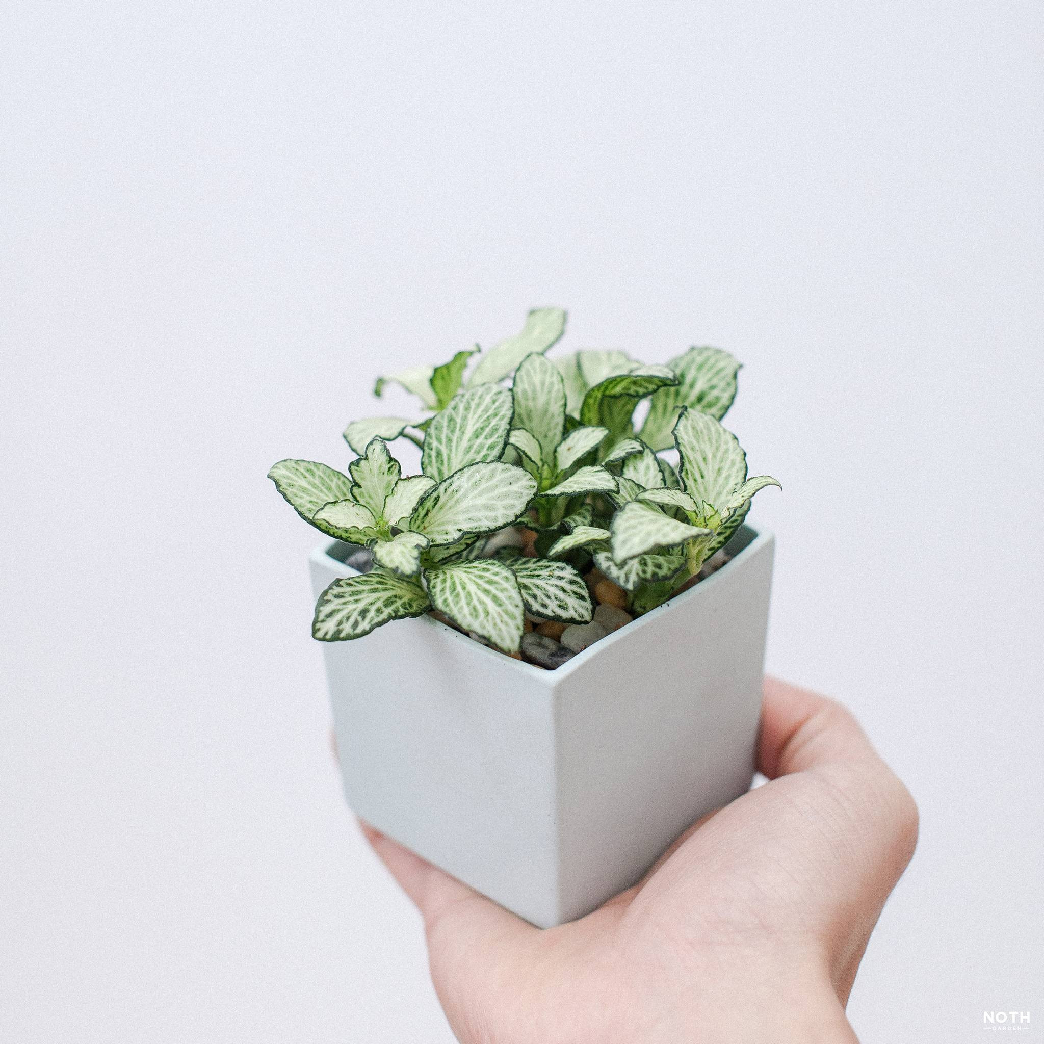 Cây lá may mắn (Fittonia) trồng trong chậu vuông nhỏ