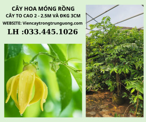 Cây móng rồng