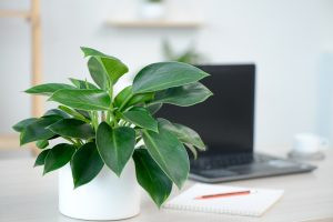 Chọn mua cây Đế Vương Philodendron chất lượng tại cửa hàng cây cảnh
