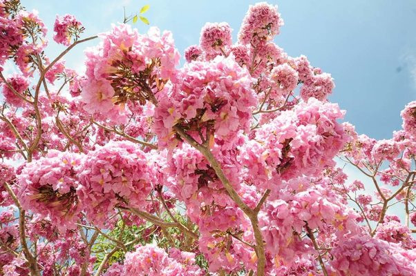 Phong cảnh với cây hoa phong linh vàng