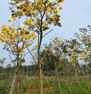 Cây hoa phong linh vàng rực rỡ