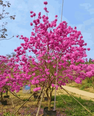 Cây hoa phong linh tím lãng mạn