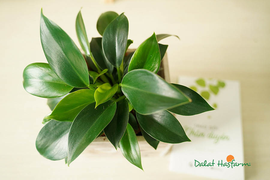 Cây Đế Vương Philodendron lá xanh bóng mượt trong chậu cảnh nội thất