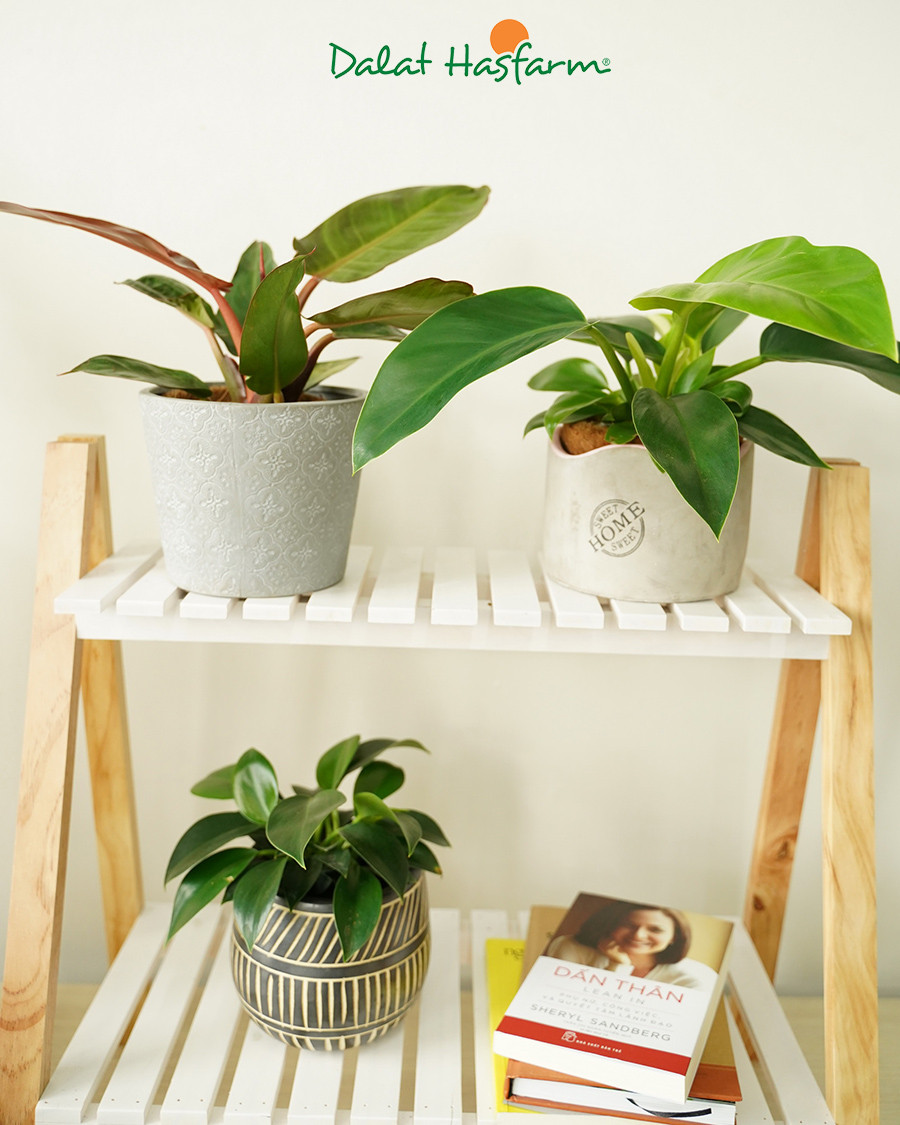 Những chậu cây Đế Vương Philodendron phát triển khỏe mạnh