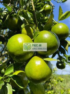 Cây quýt đường trưởng thành sai trĩu quả sau 3 năm trồng