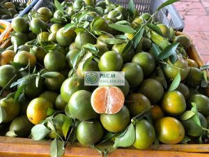 Trái quýt đường chín mọng, vỏ màu vàng cam hấp dẫn