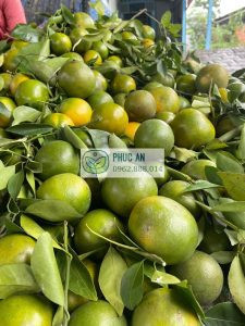 Thu hoạch quýt đường - Mùa vụ bội thu