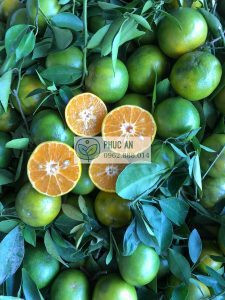 Cận cảnh vỏ mỏng và màu sắc đặc trưng của trái quýt đường