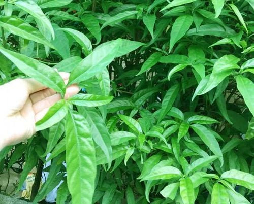 Công dụng của cây xương khỉ được nhiều người quan tâm
