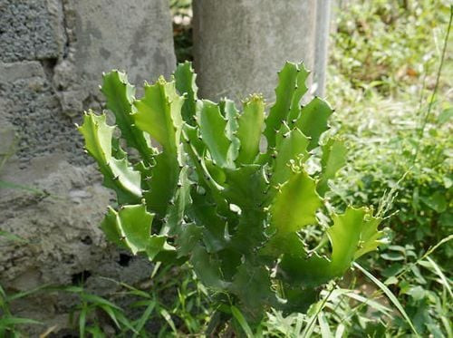 Hình ảnh minh họa cây xương rồng ba cạnh và các tác dụng y học tiềm năng