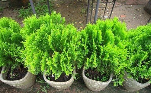 Lá và cành cây Trắc bá diệp, thảo dược được gọi là cây ba trắc có nhiều công dụng trị bệnh