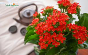 Cây Sống Đời cánh đơn với vẻ đẹp cổ điển, nhẹ nhàng