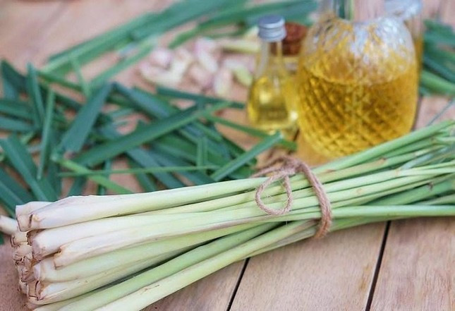 Cây sả được dùng phổ biến trong ẩm thực Việt Nam