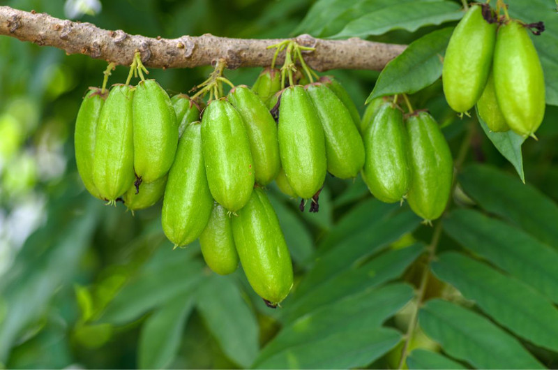 Trái khế tàu - nguồn vitamin dồi dào