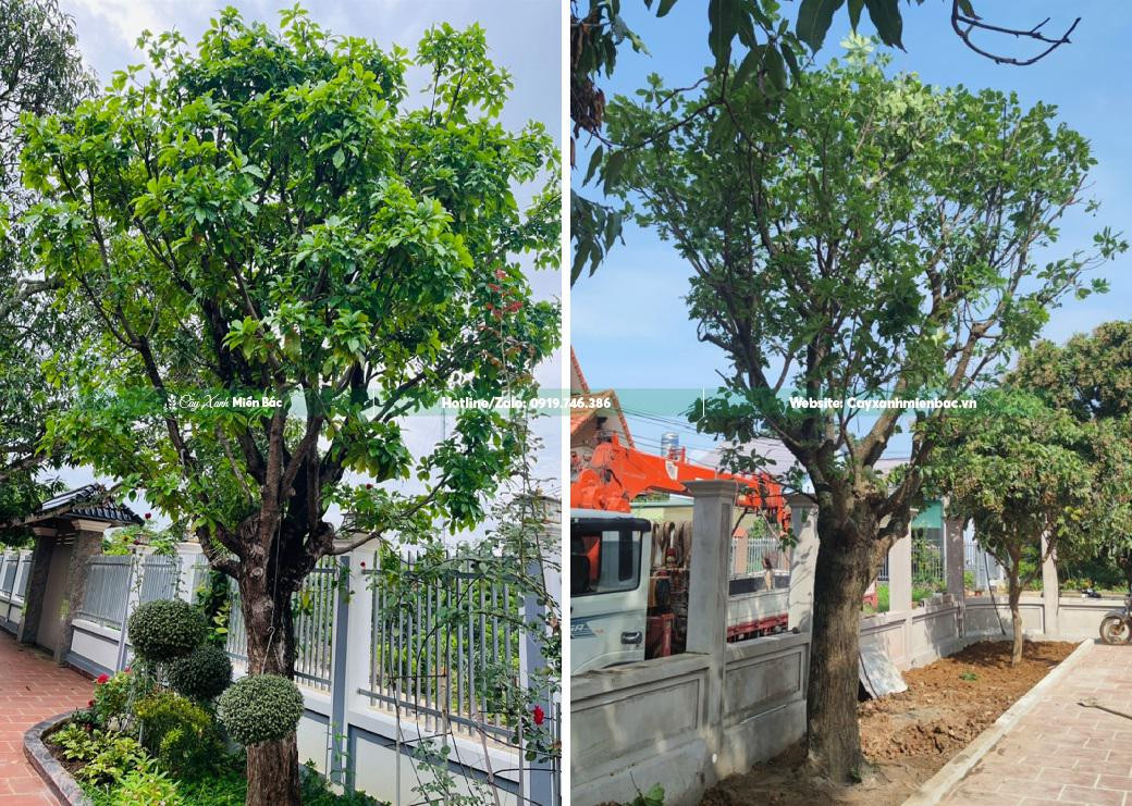 Trồng cây lộc vừng cảnh sau thời gian bảo hành