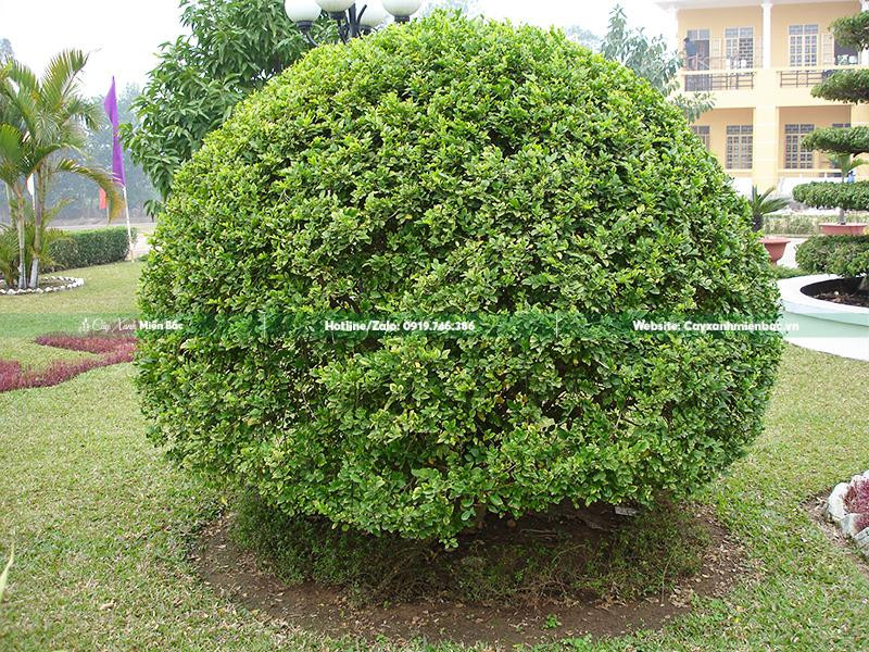 Cây hoa ngâu trồng trong khuôn viên cơ quan tạo không gian xanh mát