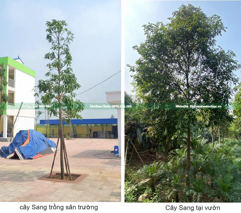 Thi công trồng Cây Sang tại công trình trường học