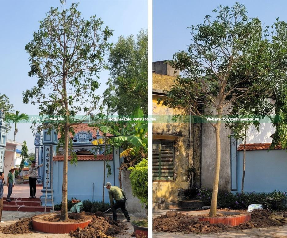 Công nhân đang trồng Cây Sang tại công trình của khách hàng