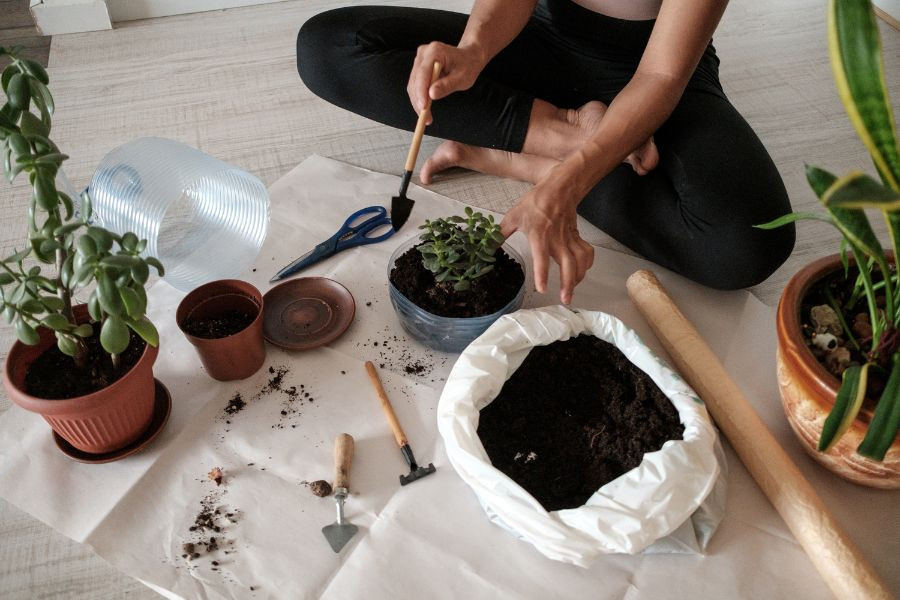 Minh họa việc thay chậu, trồng mới cây cảnh trong nhà định kỳ để đảm bảo cây phát triển tốt