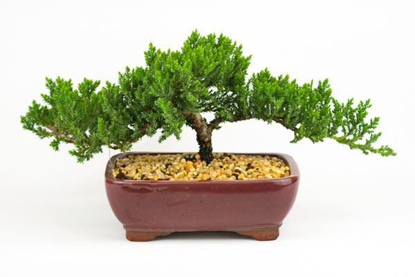 Tổng thể cây tùng kim bonsai dáng đổ đẹp mắt