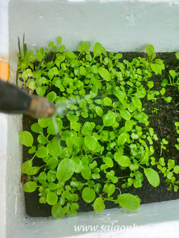 Tưới nước luộc rau hoặc nước vo gạo, mẹo hay để cung cấp dinh dưỡng cho rau.