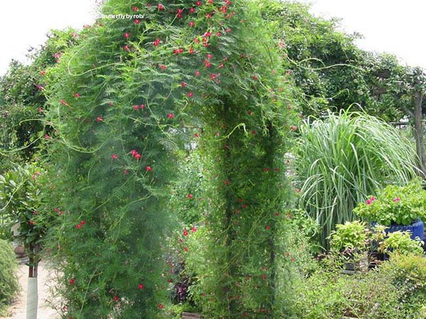 Vòm cổng đẹp được phủ bởi dây tóc tiên.