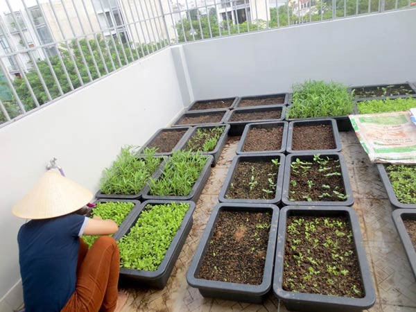 Vườn rau sạch trên ban công giúp tận dụng không gian nhỏ hẹp khi trồng rau tại nhà.