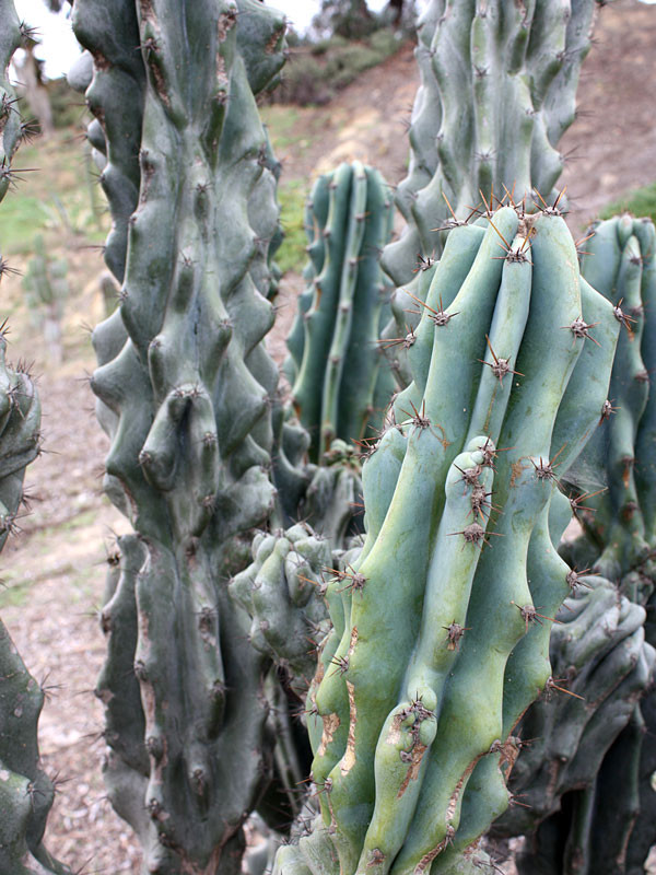 Xương rồng khế (sư tử) - Cereus peruvianus