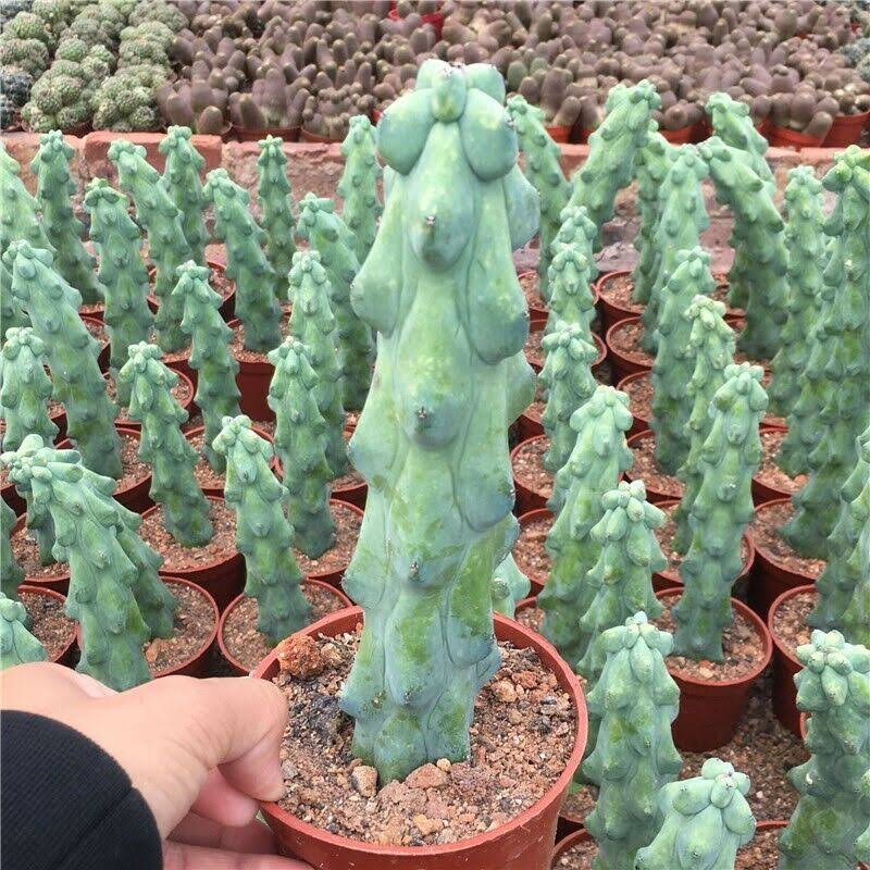 Cây xương rồng trụ vếu (Myrtillocactus geometrizans ‘Boobie Cactus’), hình dáng bầu dục đặc biệt, loại cây kiểng độc đáo