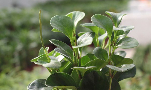 Giâm lá cây Trường Sinh làm phương pháp nhân giống