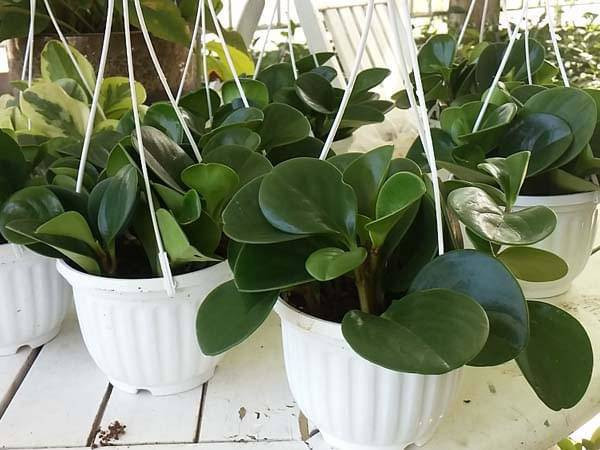 Cây Trường Sinh đặt trong không gian văn phòng, gần máy tính