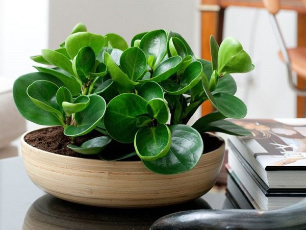 Cây Trường Sinh lá tròn mọng nước, màu xanh đậm