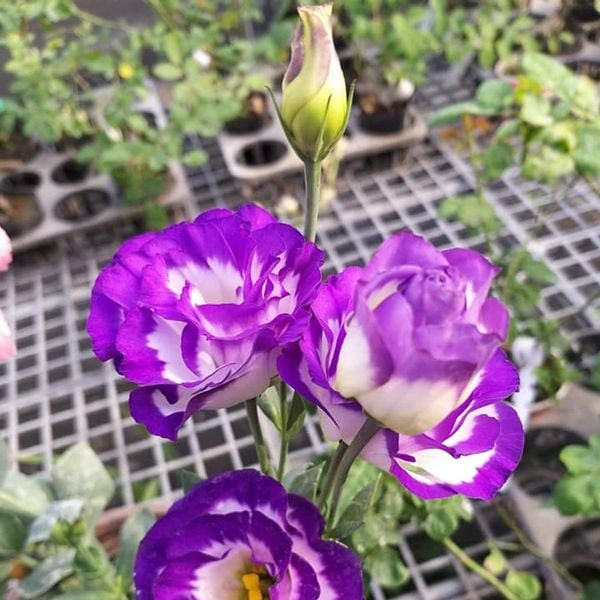 chi tiết cánh hoa bông cát tường