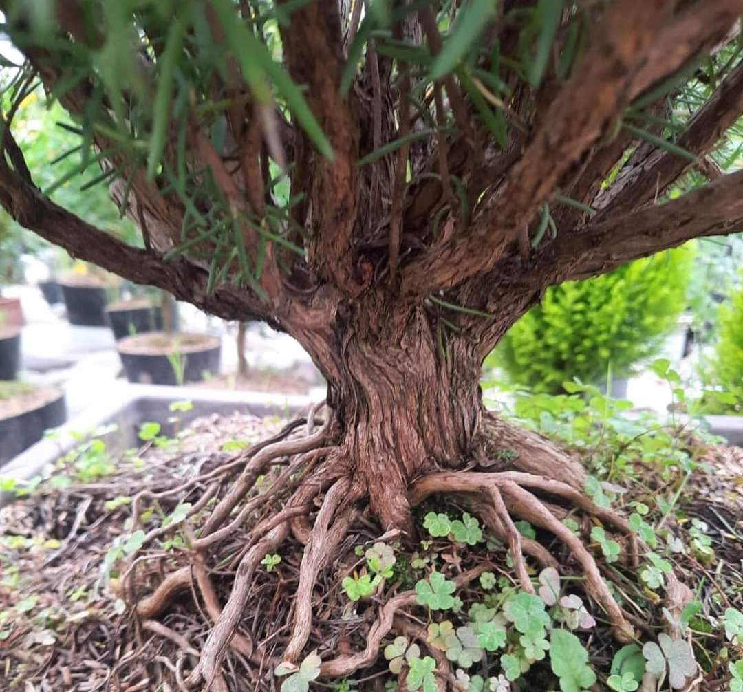 Gốc cây hương thảo đã hóa gỗ chắc khỏe