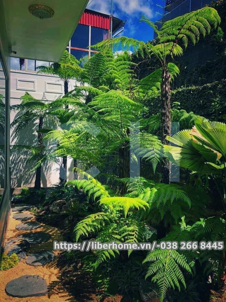 Dương xỉ thân gỗ mang lại vẻ đẹp tự nhiên cho không gian sống