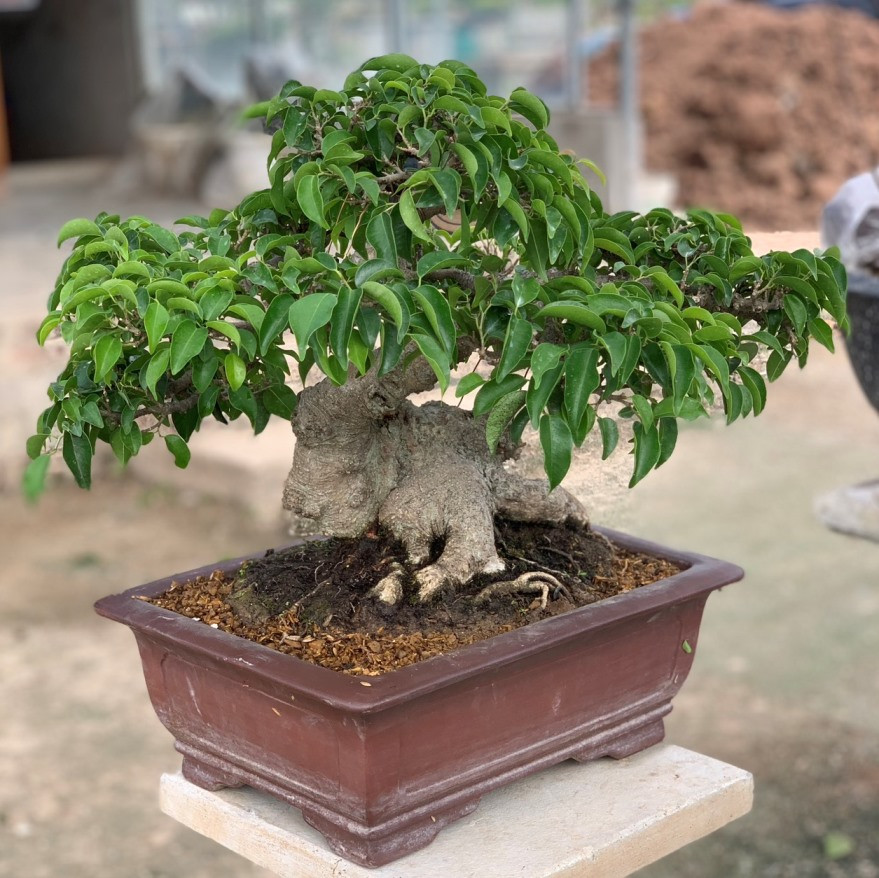 Cây sanh bonsai mini đẹp mã H27 nhìn từ góc chính diện, thấy rõ dáng cây và lá răm dày.