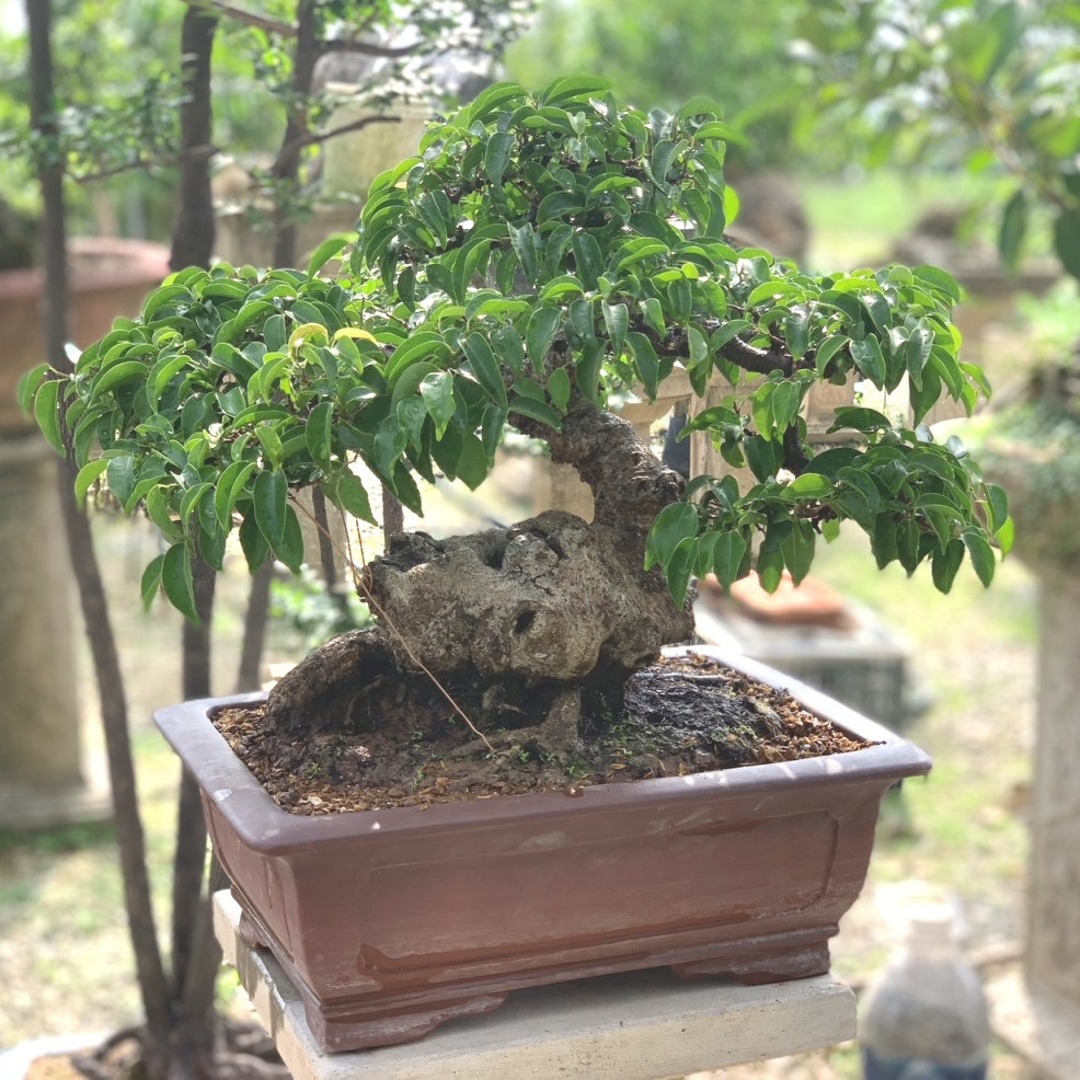 Hình ảnh cây sanh bonsai mini đẹp chụp nghiêng, tôn lên vẻ già cỗi của thân cây.