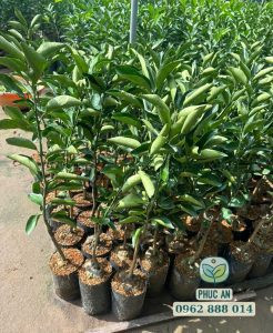 Cây giống quýt đường chất lượng tại vườn ươm