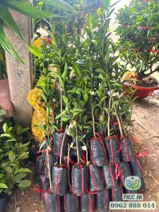Vận chuyển cây giống quýt đường đã đóng bầu đến khách hàng