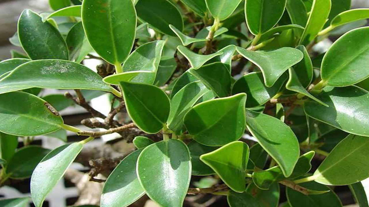 Hình ảnh lá cây si màu xanh bóng
