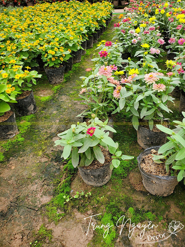 Những bông hoa cúc lá nhám đa sắc màu rực rỡ.