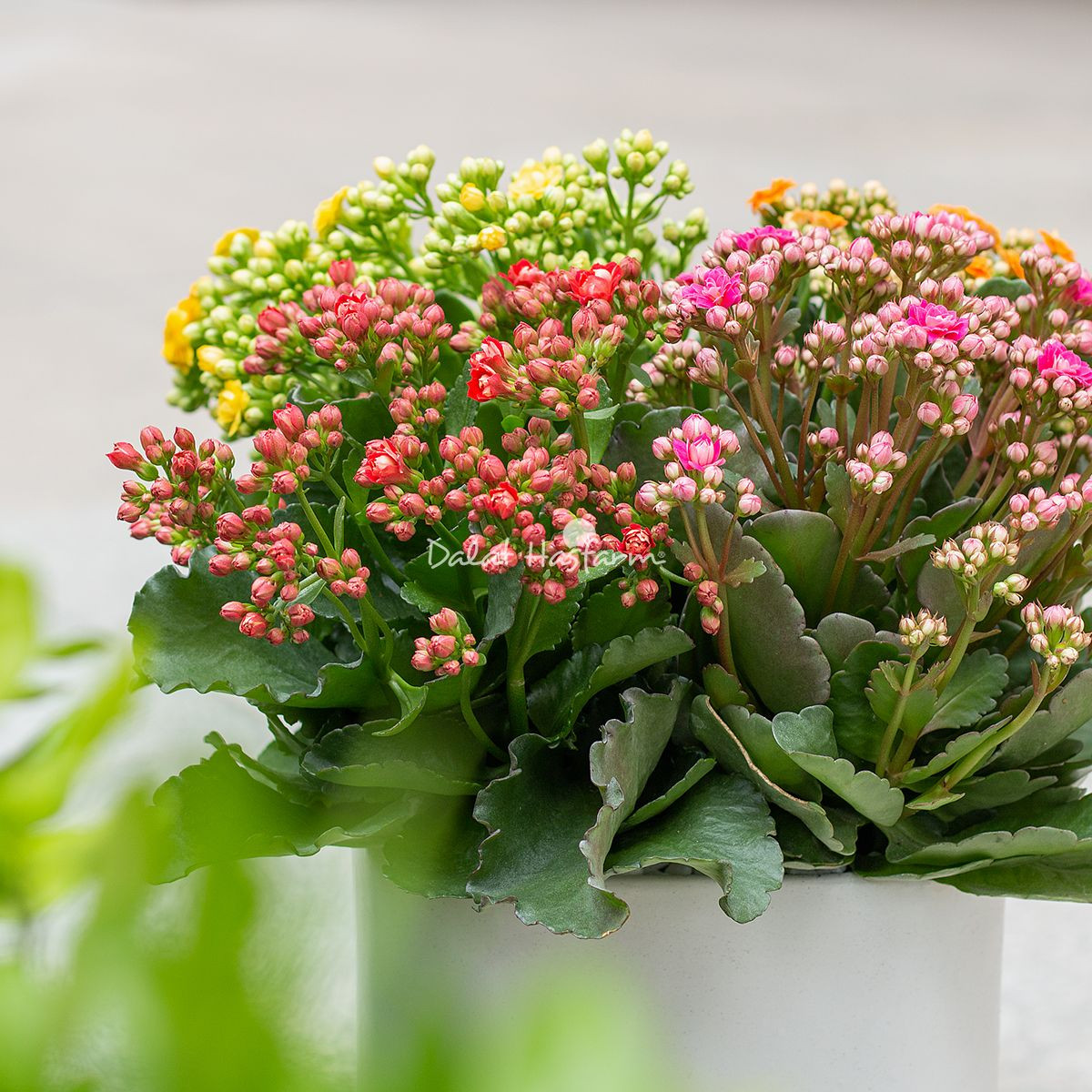 Tham khảo Chậu Hoa Thiết Kế Trường Thọ 020