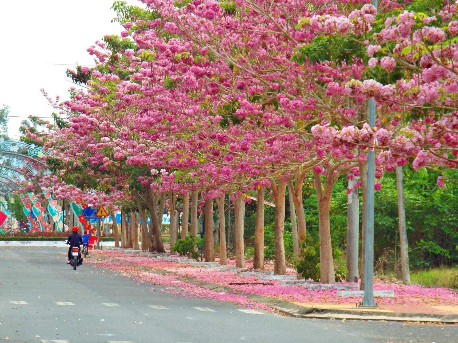 Người làm vườn đang chăm sóc cây chuông hồng, thể hiện kỹ thuật trồng