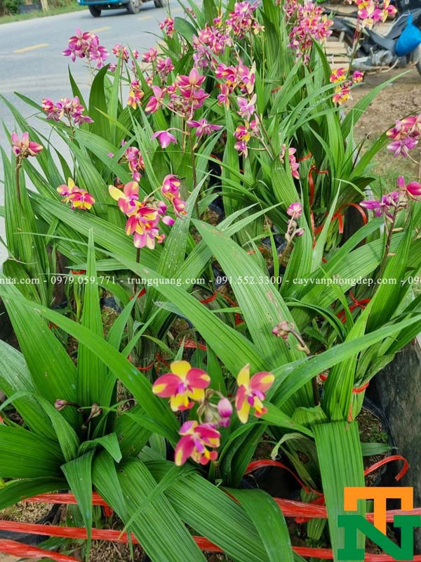 Vẻ đẹp nổi bật của hoa đinh lan chu đinh màu cam