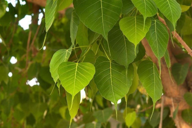 Cây bồ đề với lá hình trái tim và thân gỗ lớn đặc trưng