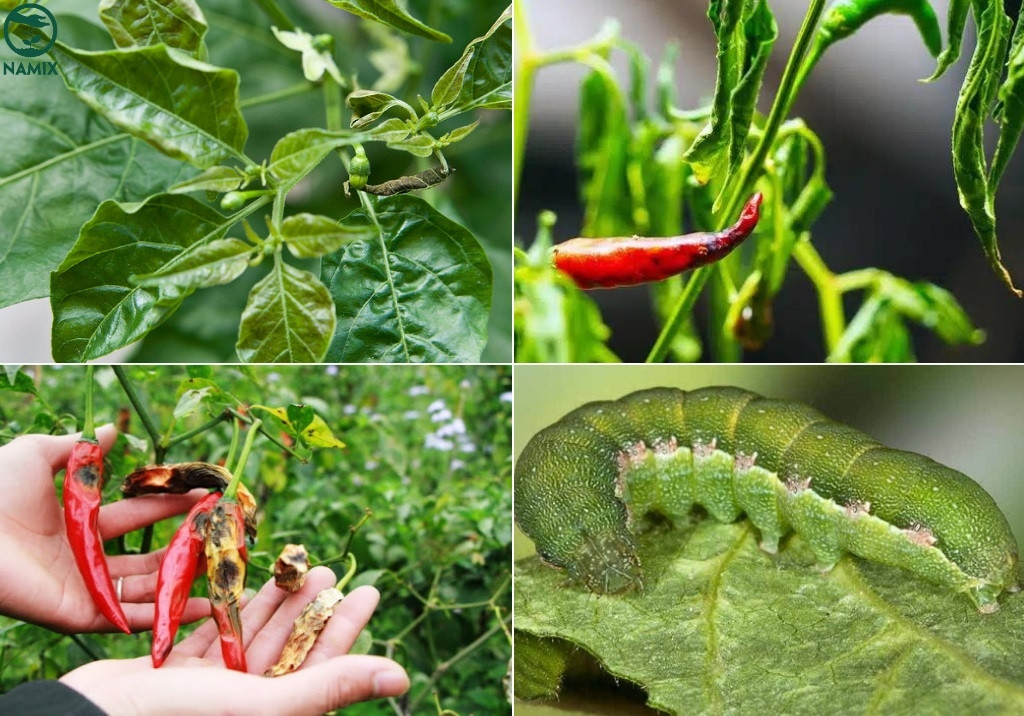 Lá cây ớt chỉ thiên bị bệnh, cần phòng trừ sâu bệnh kịp thời