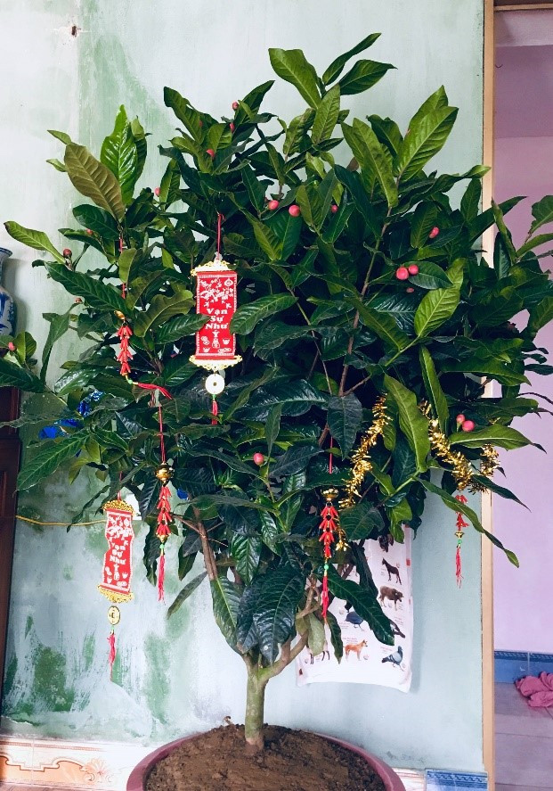 Trang trí nhà dịp Tết với chậu cây hoa hải đường