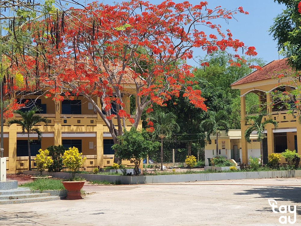 Hoa phượng đỏ rực rỡ, biểu tượng mùa hè và tuổi học trò